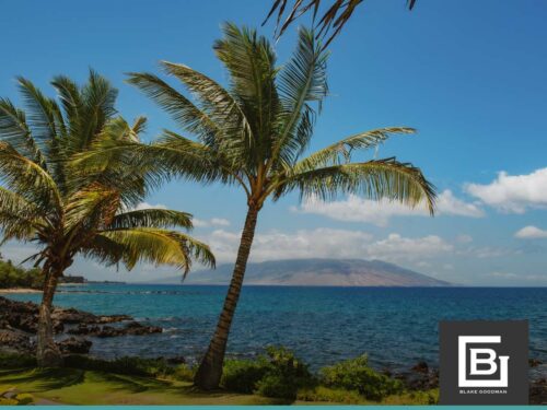 Palms in Maui, Hawaii